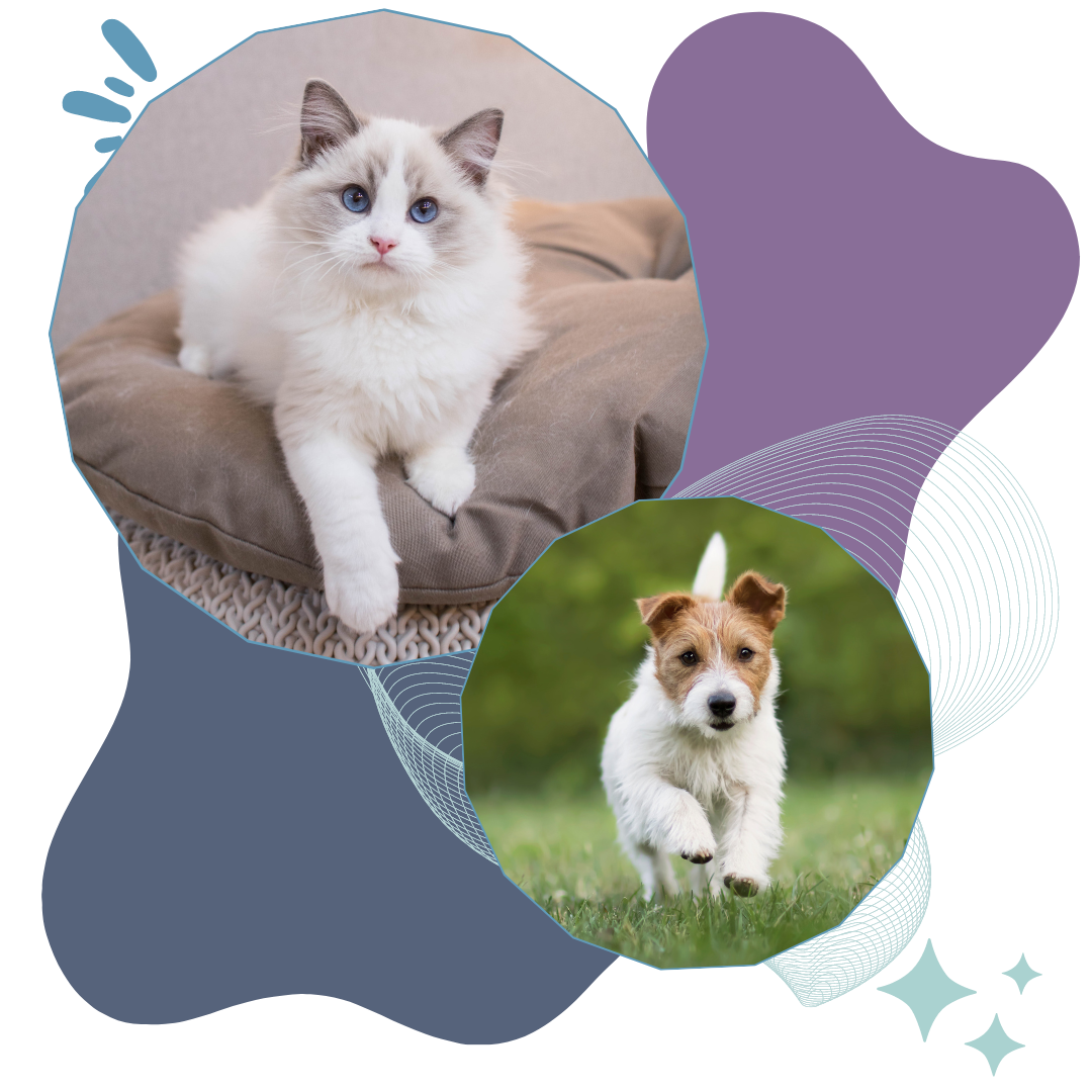 collage of cat and dog