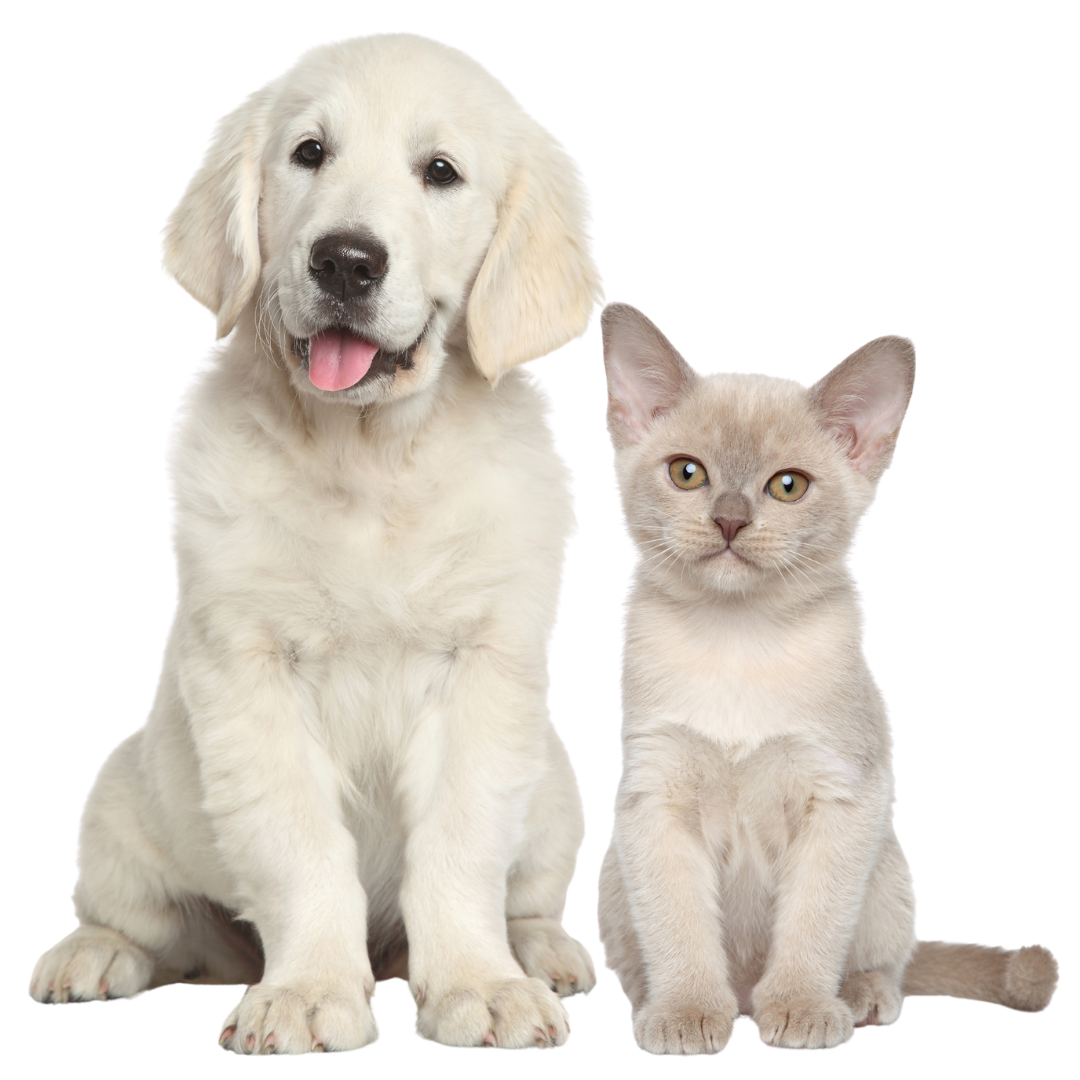 white dog and a cat sitting side by side