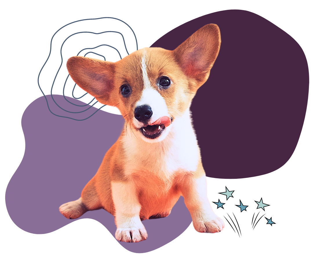 A dog sitting on a purple shape background