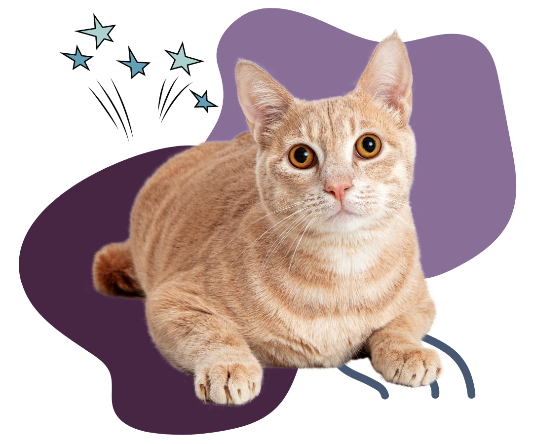 Orange cat lounging with purple shapes and stars background