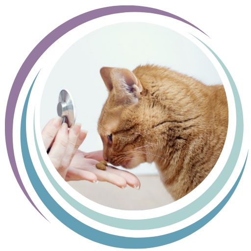 A cat being fed by a human hand