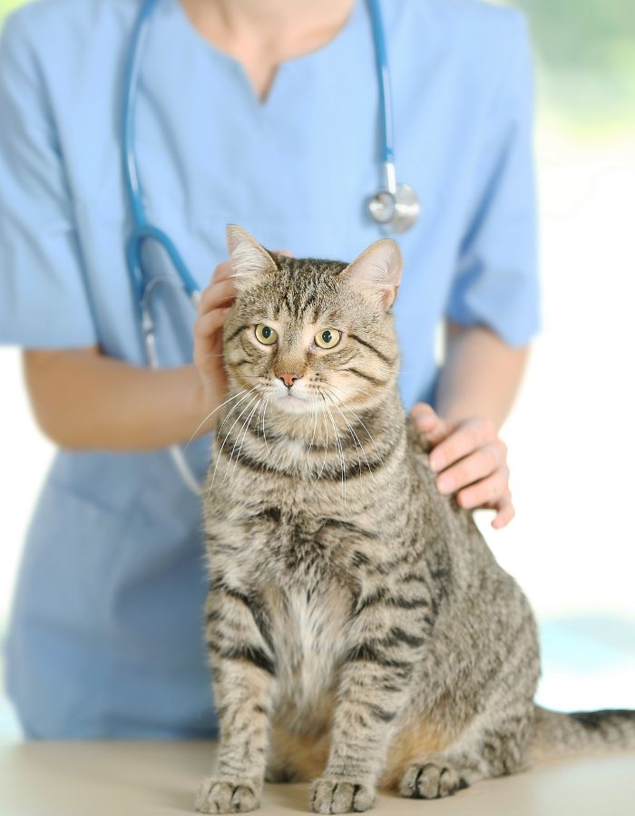 Woman in blue shirt gently pets a fluffy cat