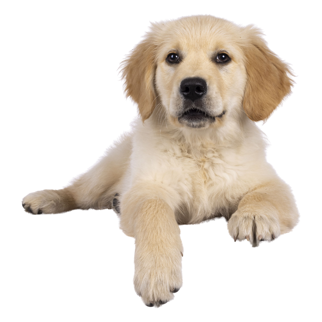 Golden retriever puppy resting