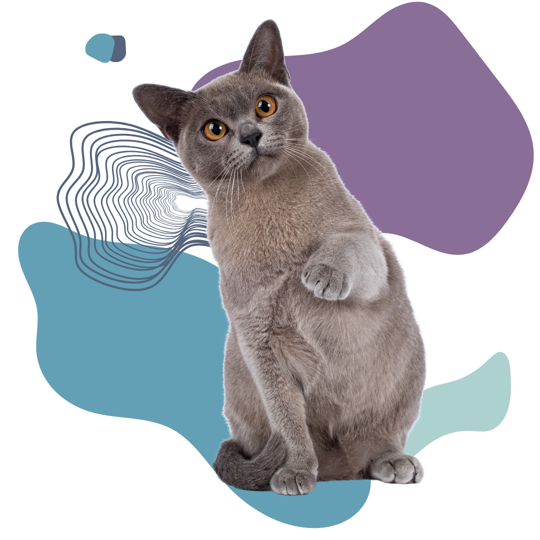 A gray cat sitting on hind legs with paw up