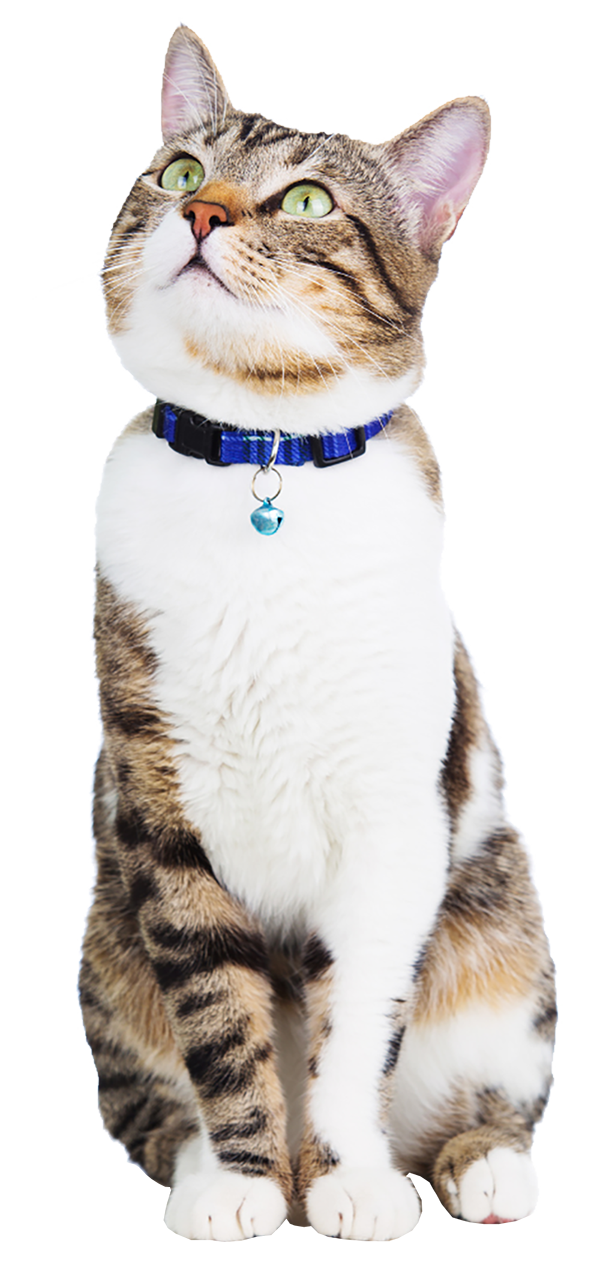 cat wearing blue collar looking up