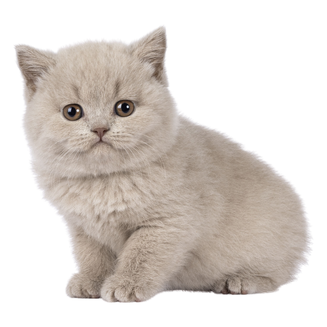 A small gray kitten sitting