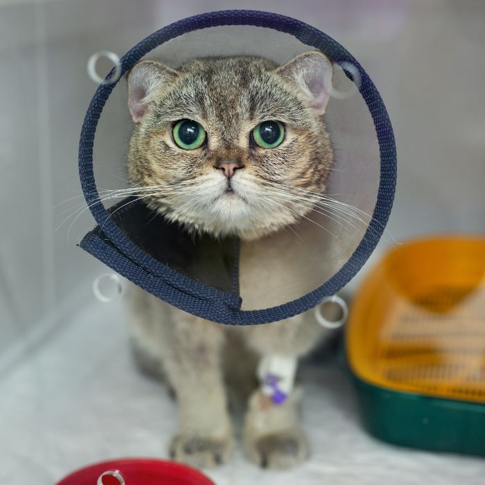 A cat with a cone on its head